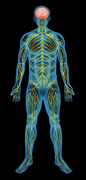 Sistema nervioso humano — Vector de stock