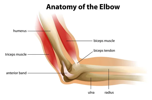 Anatomy of the human elbow — Stock Vector