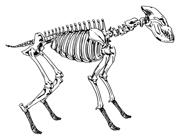 Skeleton of a hyena — Stock Vector