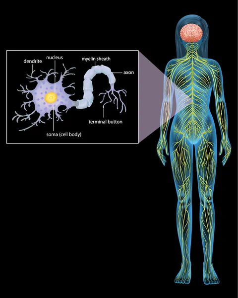 Neurón femenino — Vector de stock