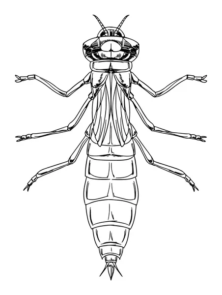 Une nymphe libellule — Image vectorielle