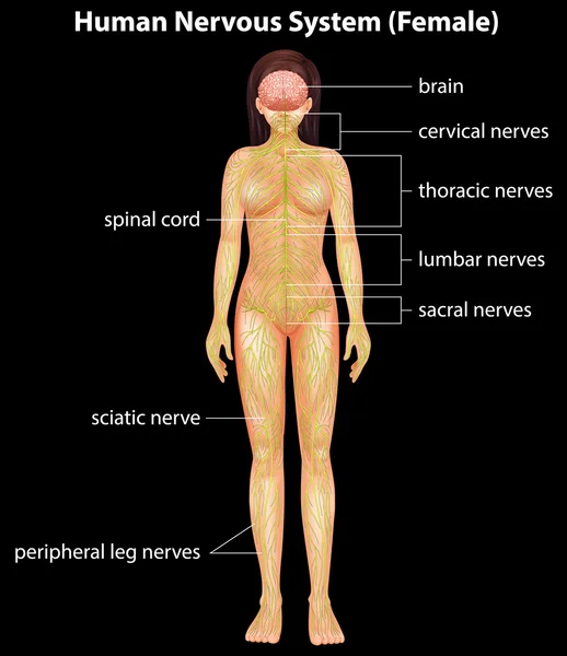 Sistema nervioso humano — Archivo Imágenes Vectoriales