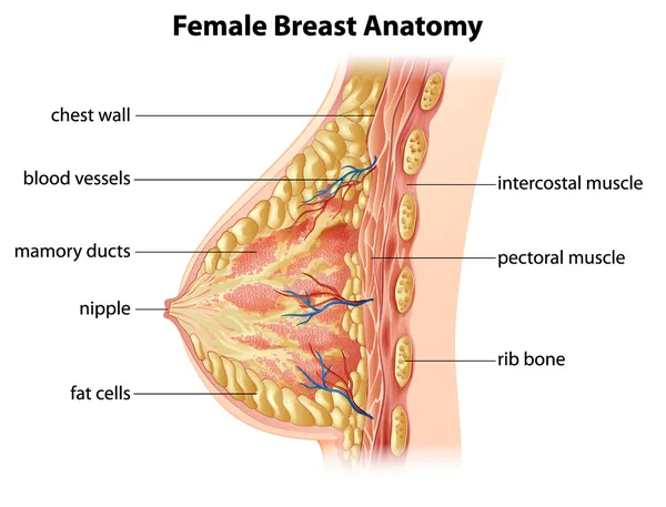 Anatomia da mama feminina — Vetor de Stock