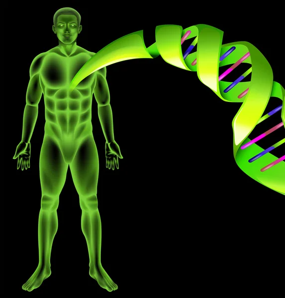 Männliche menschliche dna — Stockvektor