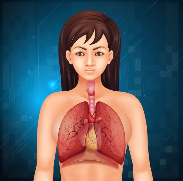 Человеческая дыхательная система — стоковый вектор
