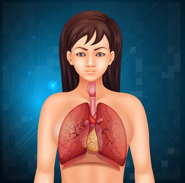 Sistema respiratorio humano — Vector de stock