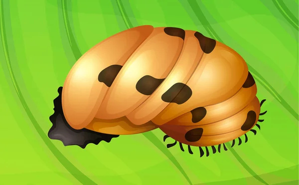 Levenscyclus van het lieveheersbeestje — Stockvector