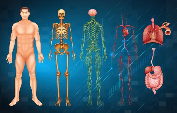 Sistemas do corpo humano — Vetor de Stock