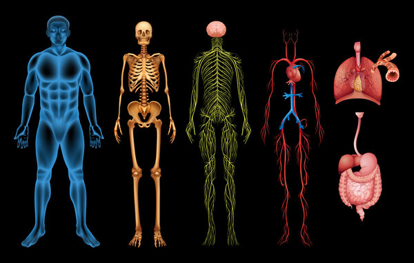 Human body systems