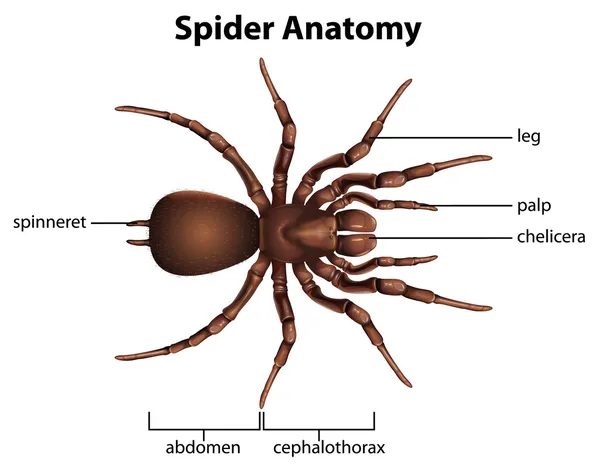 Anatomy of a spider — Stock Vector