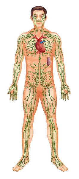 Lymfatisch systeem — Stockvector