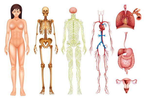 Human body systems