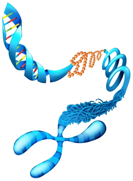 Deoxyribonucleic Acid — Stockvector