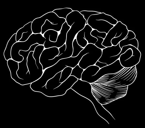 El cerebro humano — Vector de stock