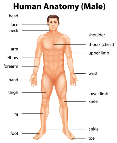 Partes del cuerpo humano — Vector de stock