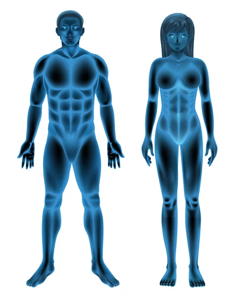 男性と女性の人間の体 — ストックベクタ