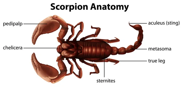 Anatomia escorpião —  Vetores de Stock