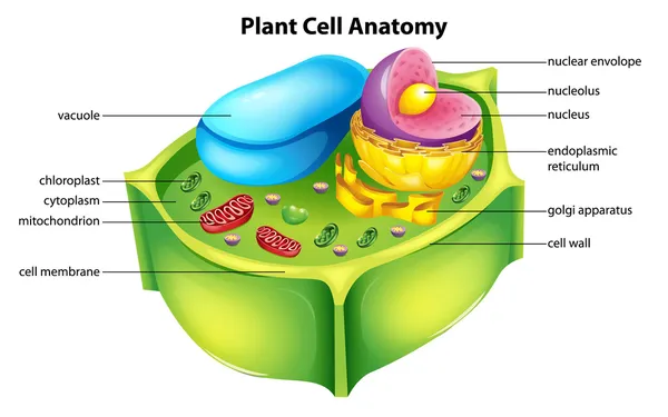 Anatomía de células vegetales — Vector de stock