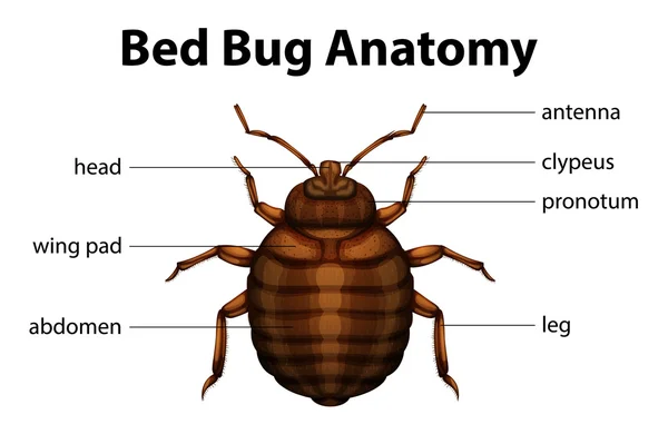 Anatomía del insecto de cama — Vector de stock