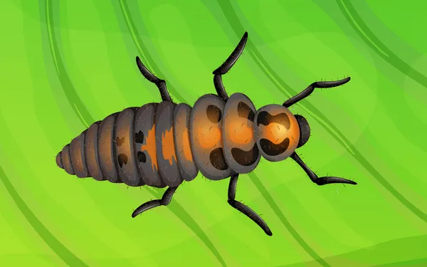 Ladybug жизненный цикл — стоковый вектор