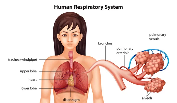 Sistema respiratório humano feminino —  Vetores de Stock