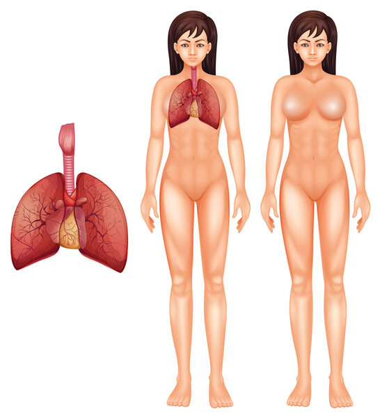 Человеческая дыхательная система
