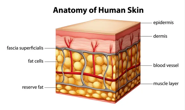 Anatomie de la peau humaine — Image vectorielle