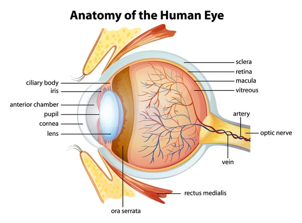 Anatomia dos olhos humanos — Vetor de Stock