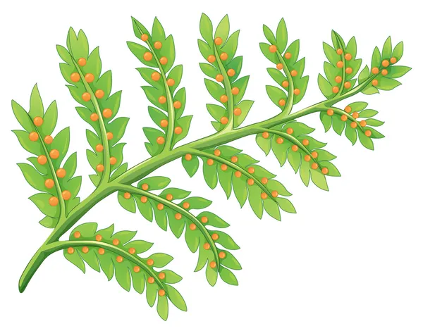 Una planta de helecho — Vector de stock