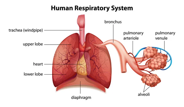 Sistema respiratório humano — Vetor de Stock