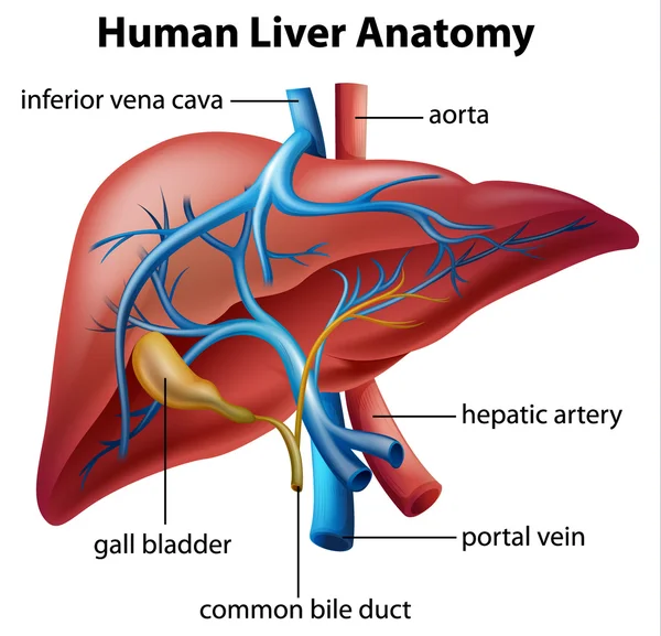 Anatomía del hígado humano — Archivo Imágenes Vectoriales