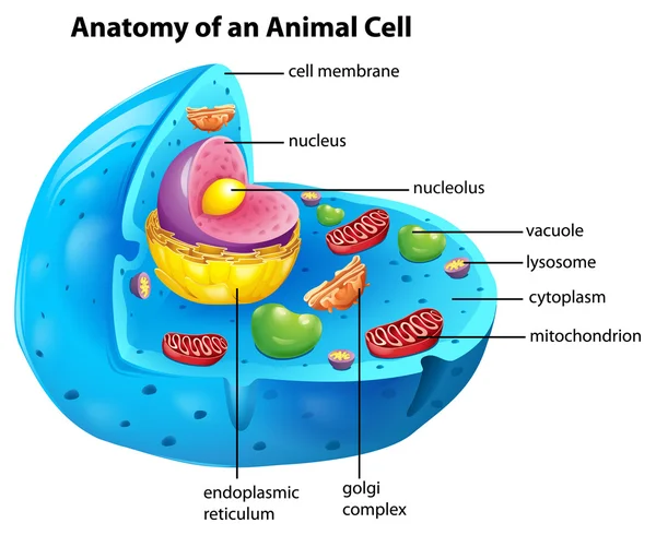 Anatomy of an animal cell — Stock Vector