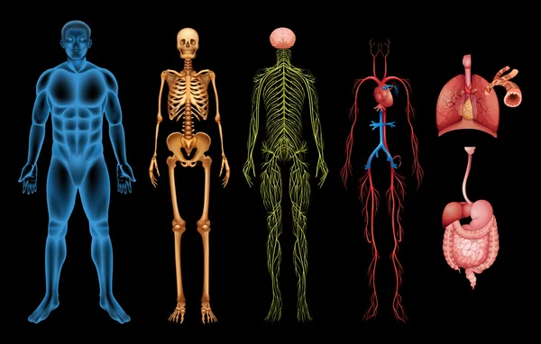 Human body systems — Stock Illustration Human body systems Vector Graphics