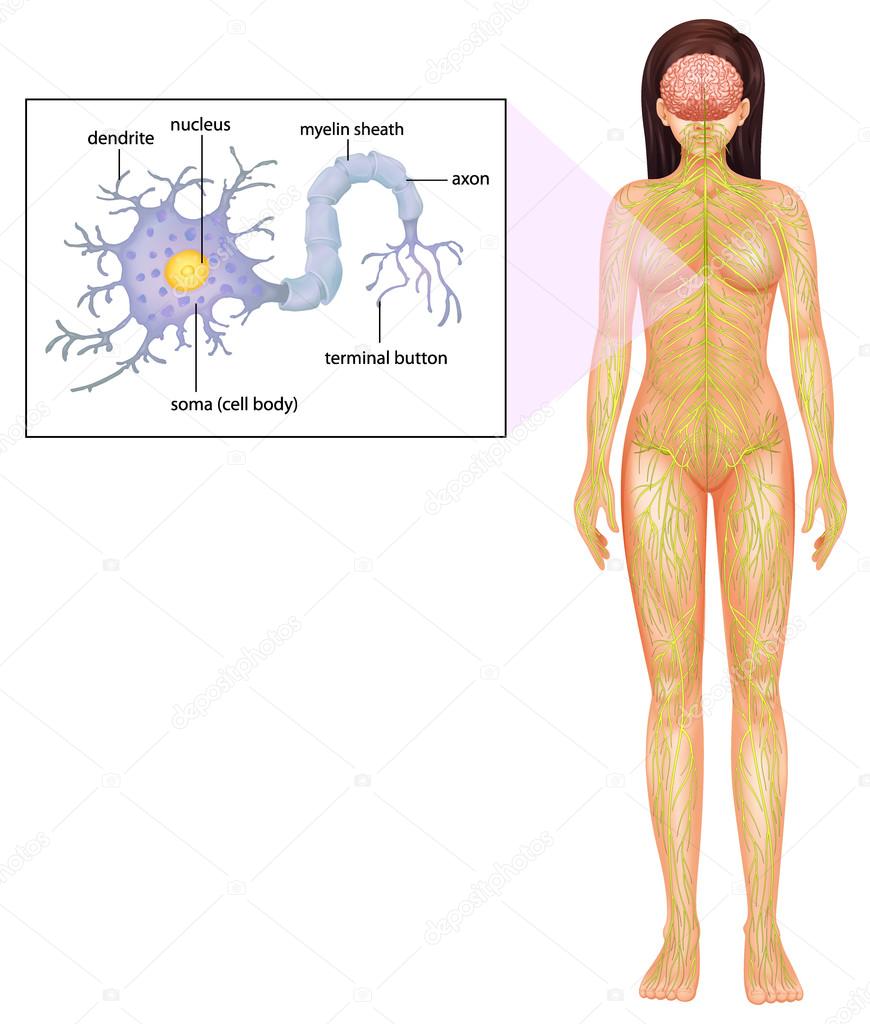 Female Neuron