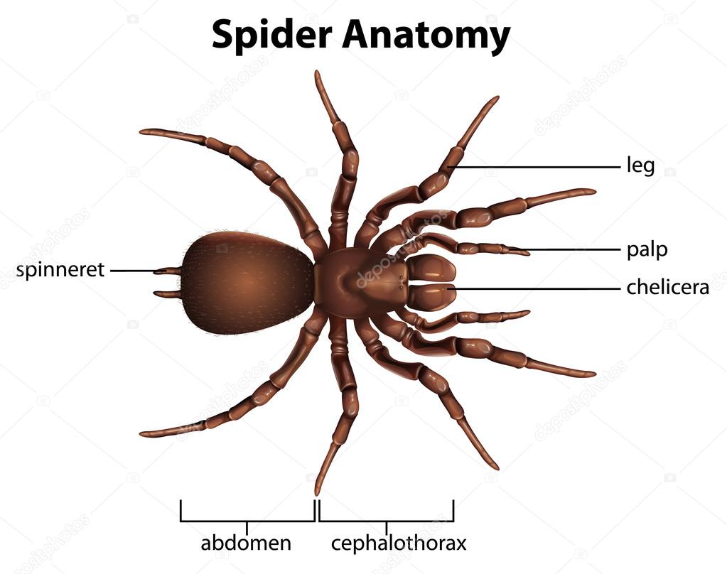 Anatomy of a spider