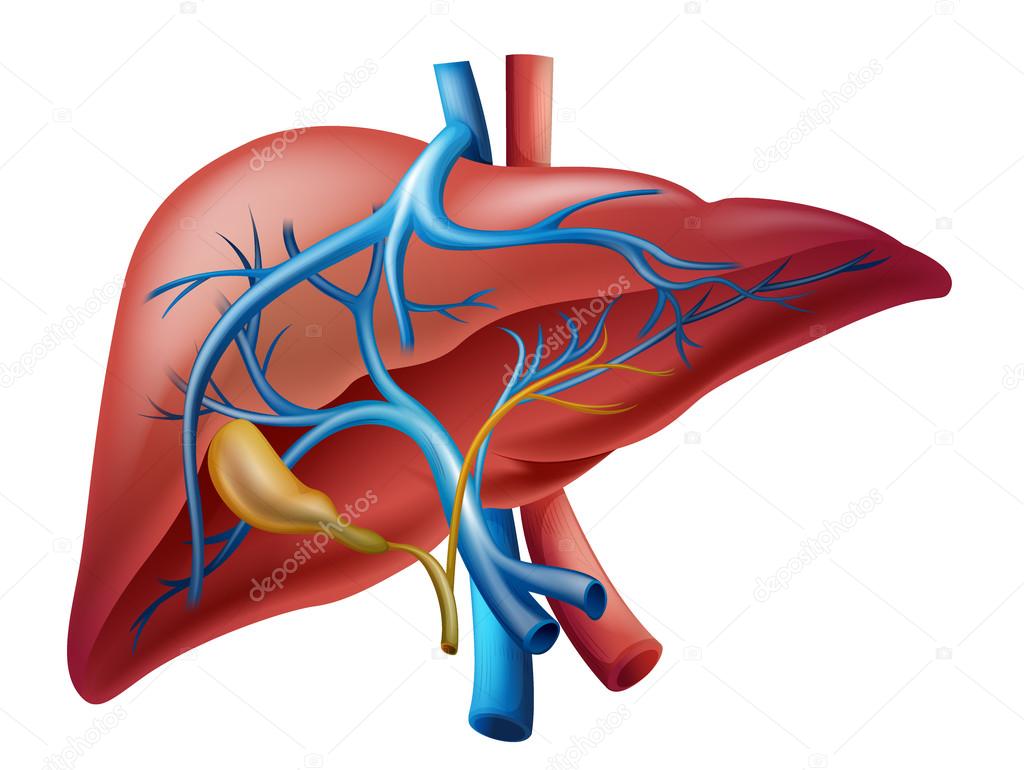 Internal liver