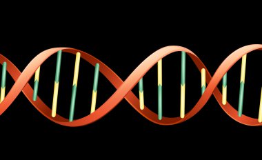 DNA Helix