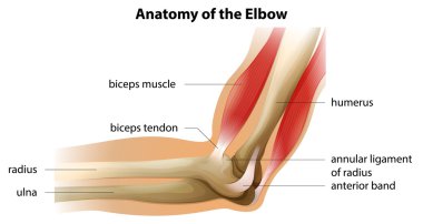 Anatomy of the Elbow clipart