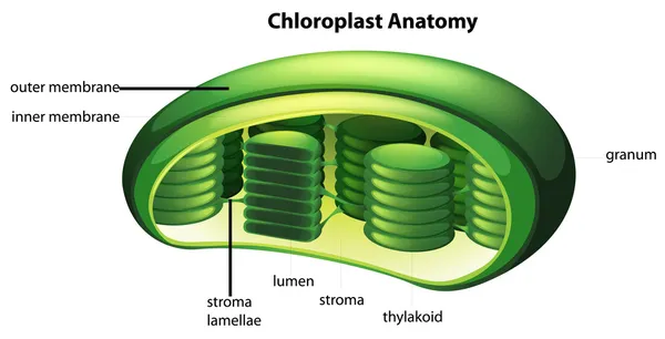 Cloroplasto — Vector de stock