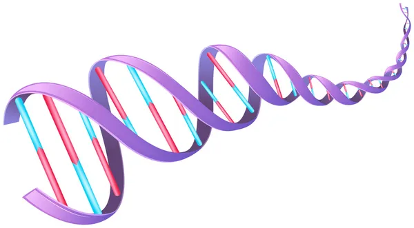 ADN humano — Vetor de Stock