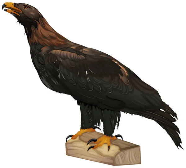 Águila de cola de cuña — Archivo Imágenes Vectoriales