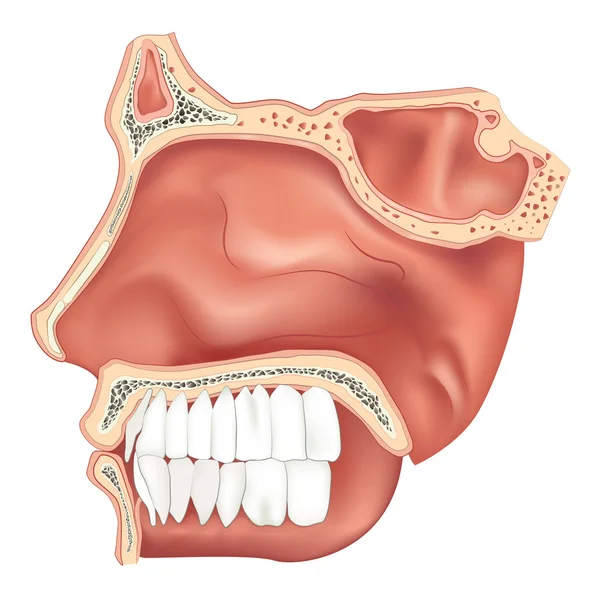 Cavità nasale — Vettoriale Stock