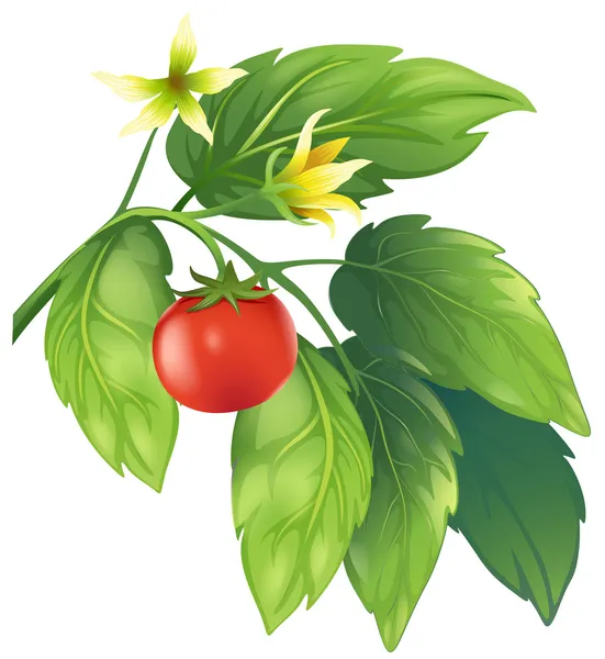 Tomate — Vector de stock