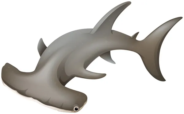 Hammerhead Shark — Stock Vector