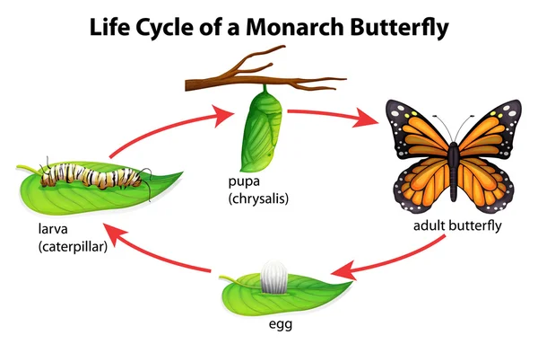 Monarch motýl — Stockový vektor