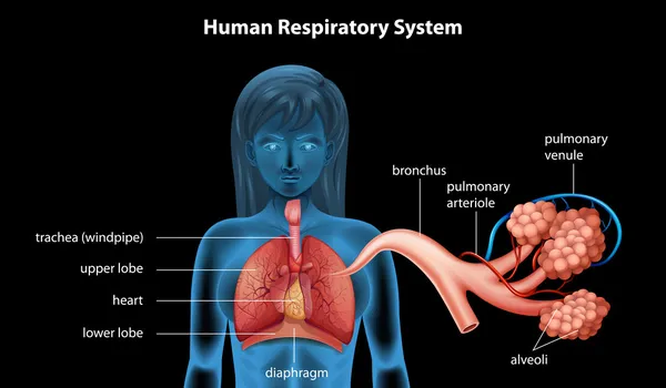 Sistema respiratório humano —  Vetores de Stock