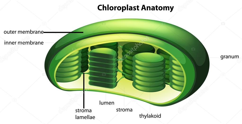 depositphotos_26637637 stock illustration chloroplast