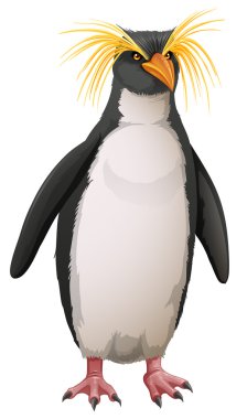 rockhopper pengueni