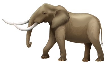 The Elephant clipart