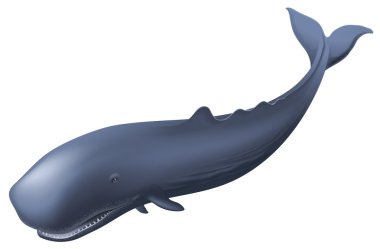 Sperm Whale clipart